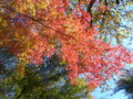 角館　武家屋敷　紅葉