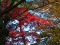 角館　武家屋敷　紅葉