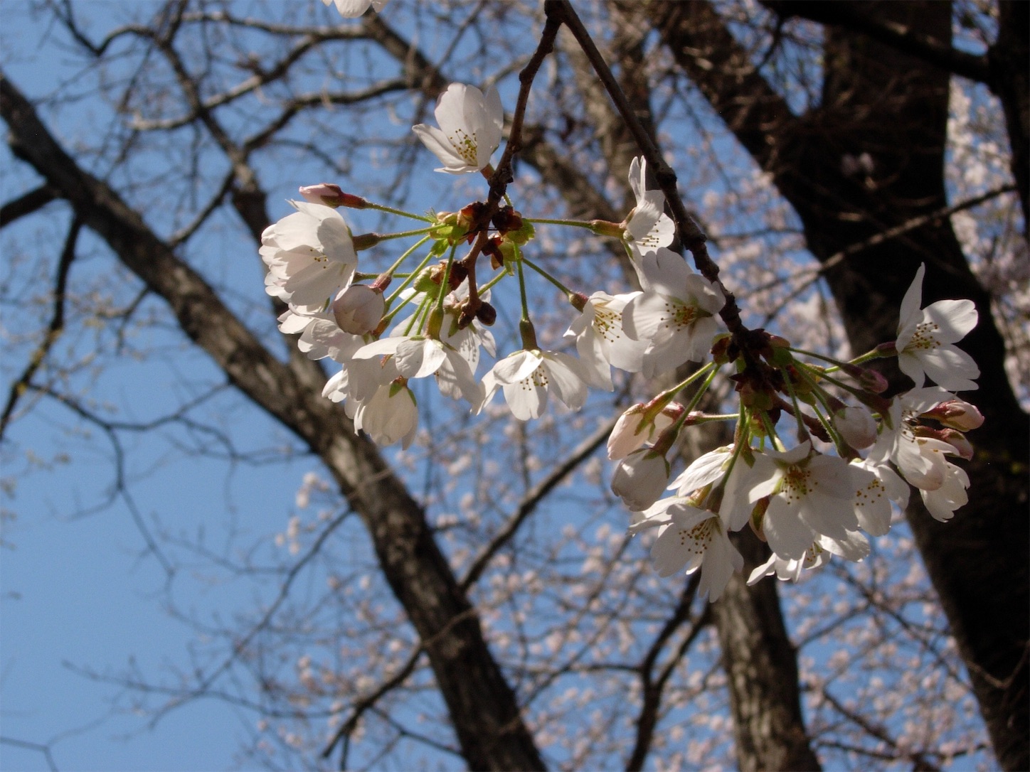 f:id:marutetsukitachiba:20190404180325j:image