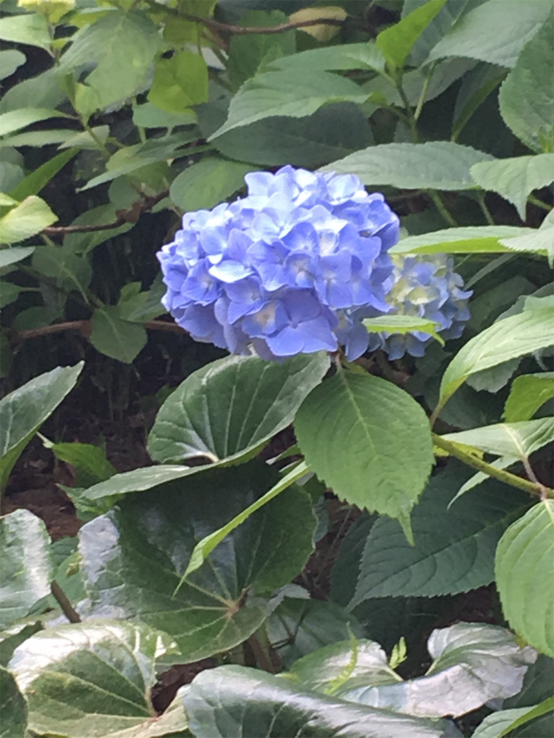 f:id:marutetsukitachiba:20190608095110j:image