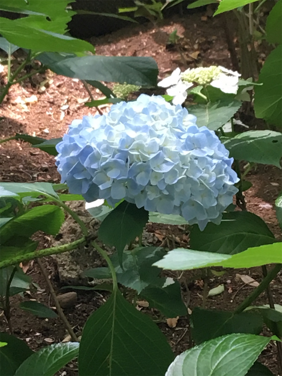 f:id:marutetsukitachiba:20190608095146j:image