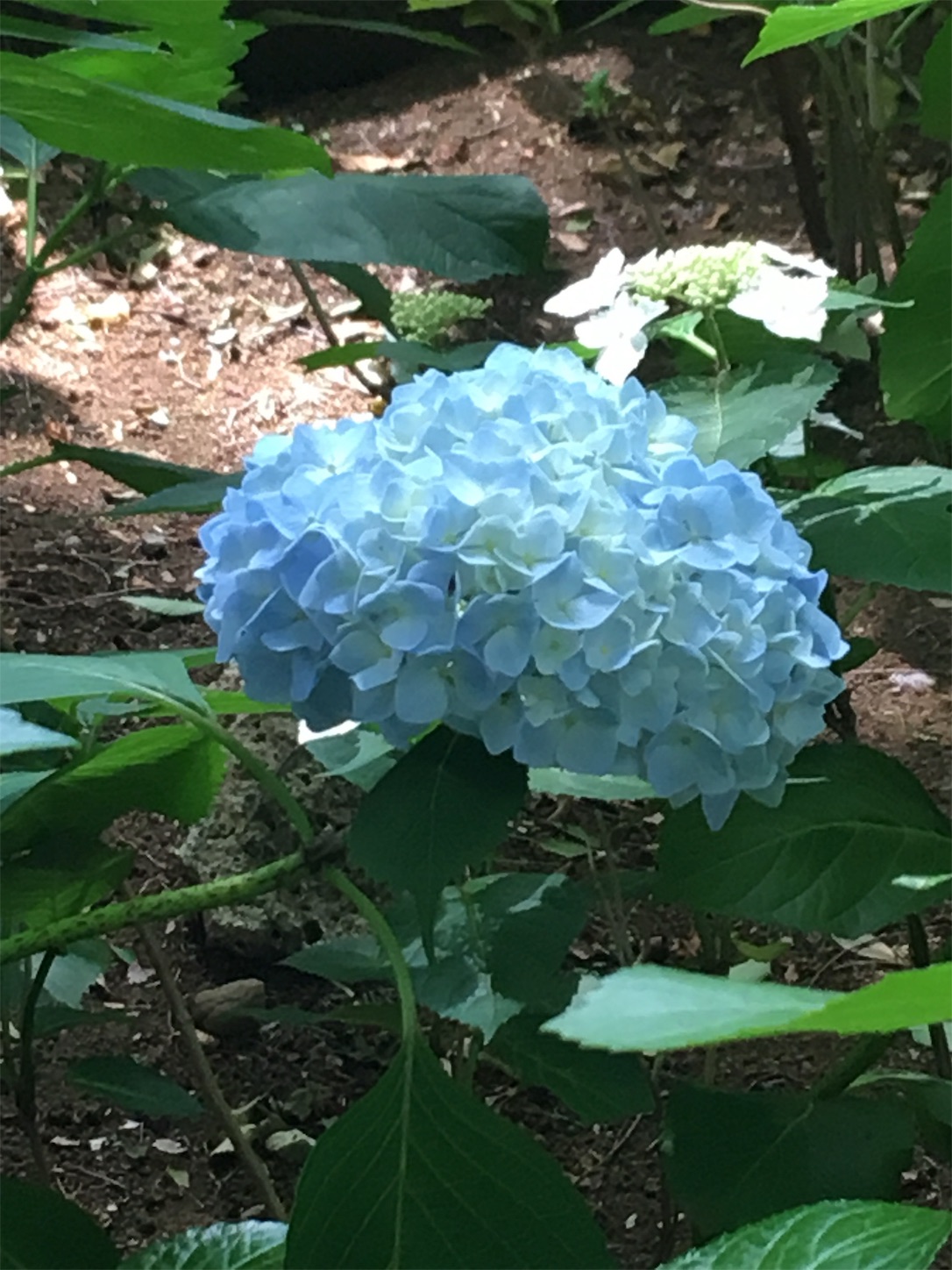 f:id:marutetsukitachiba:20190609090948j:image