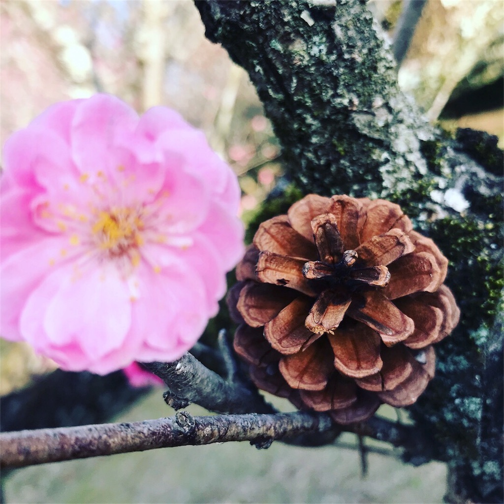 f:id:maruuuu2525:20180306220528j:image f:id:maruuuu2525:20180306220528j:image