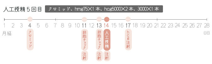 人工授精の通院スケジュール(5周期目)