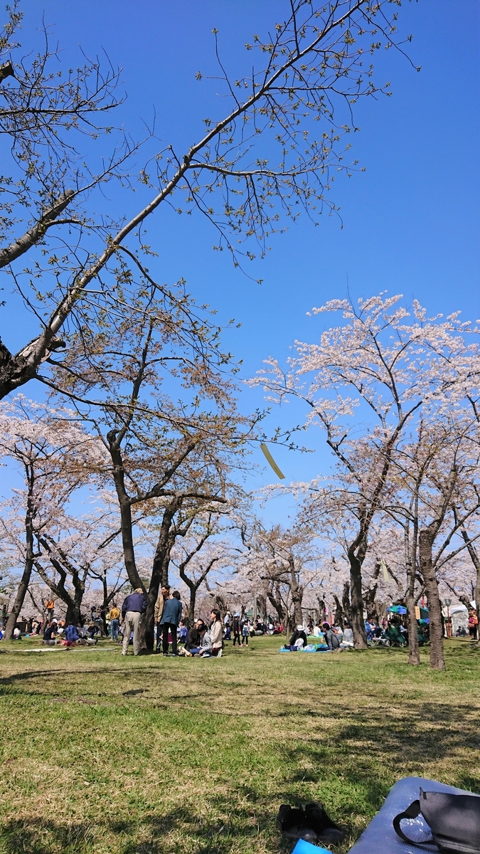 北海道森町 もりまち の桜まつりでリフレッシュ つたわりとどけ