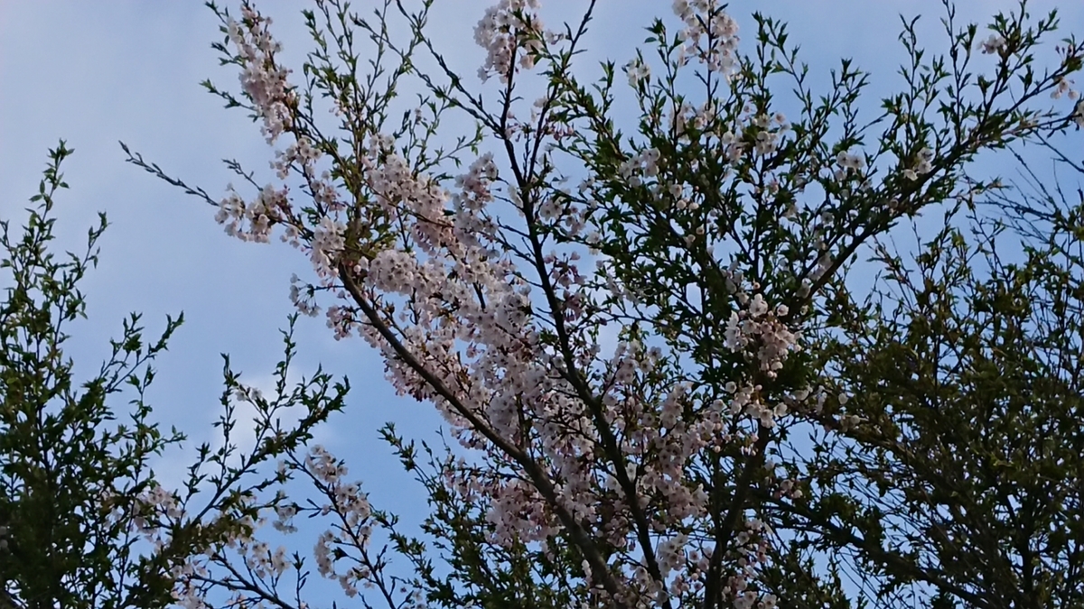 f:id:maruyamabase:20190508215744j:plain