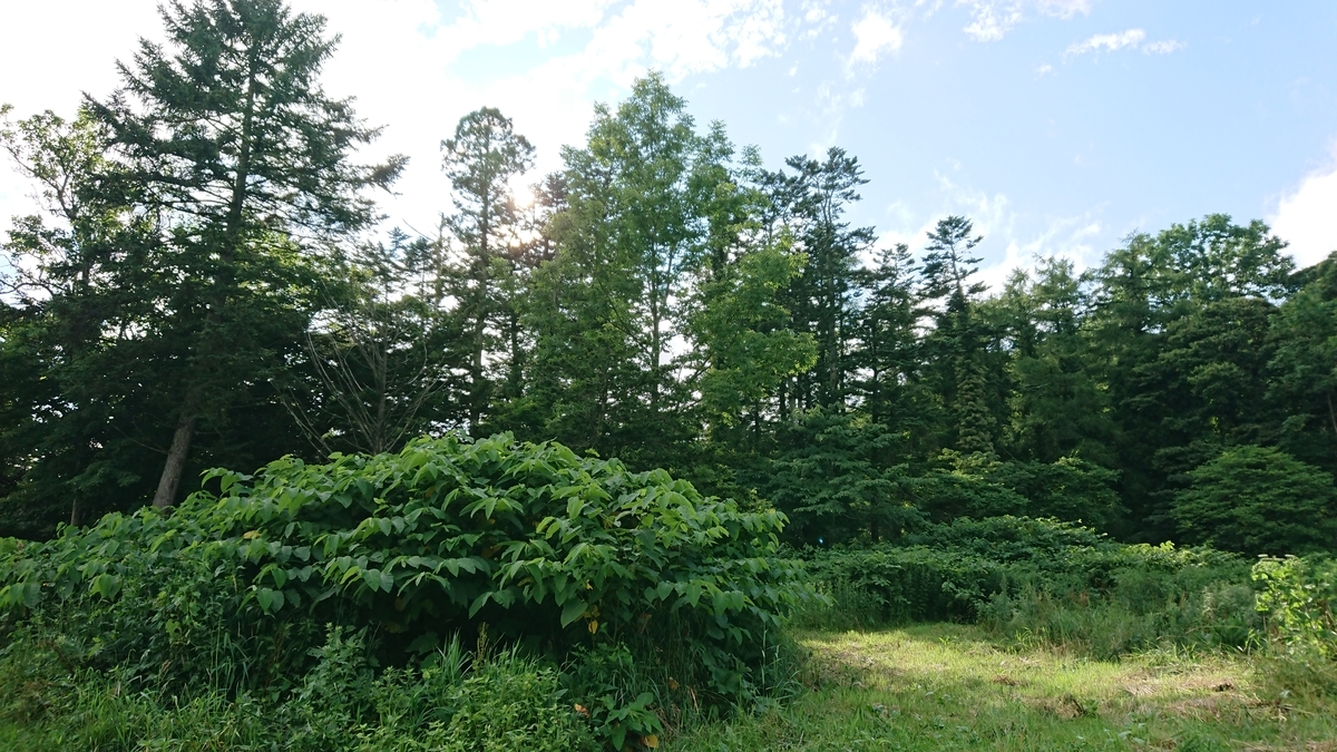 f:id:maruyamabase:20190727213457j:plain f:id:maruyamabase:20190727213457j:plain