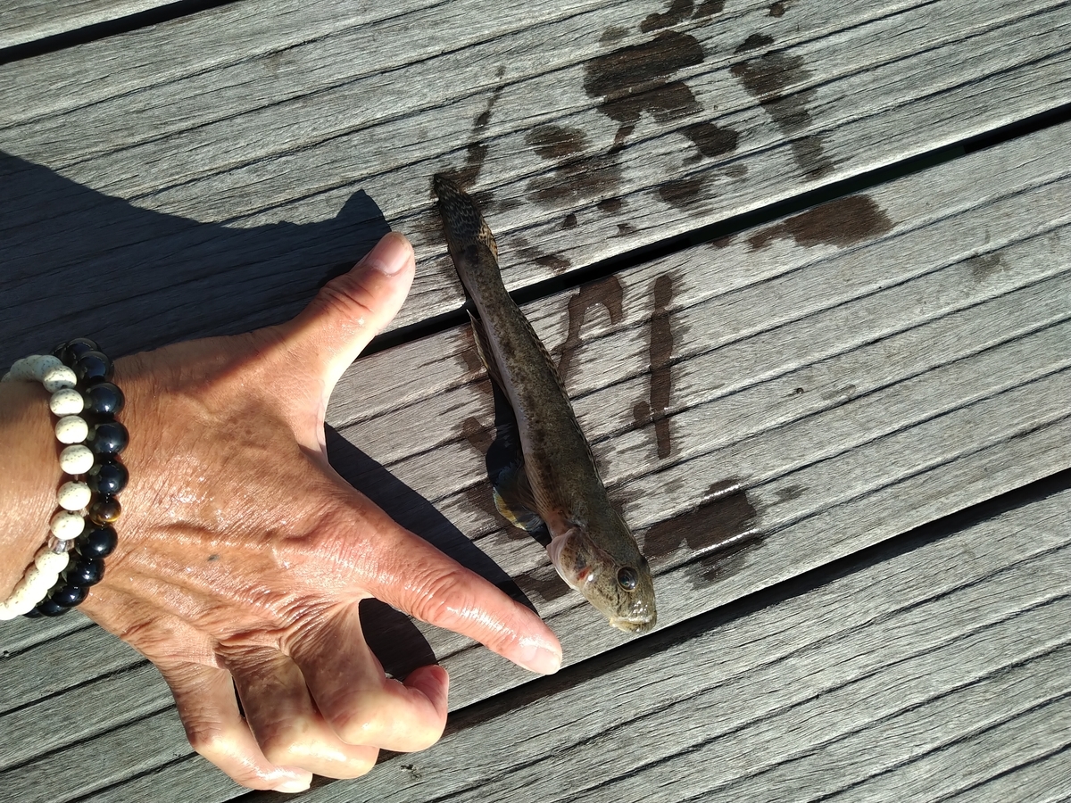 ハゼさんいつまで釣れるの検証1日目 まるさんの日常だったり釣りだったり