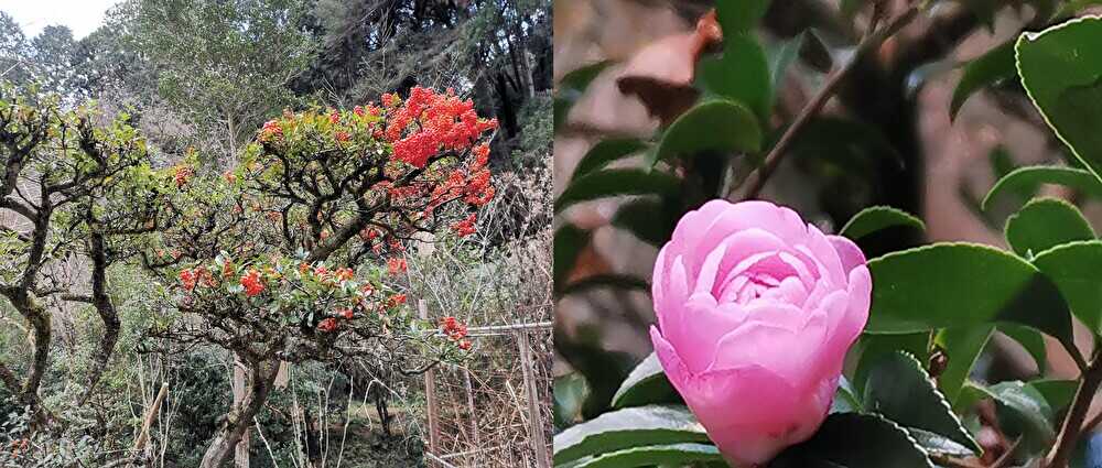 山茶花,花の見ごろ,石山寺