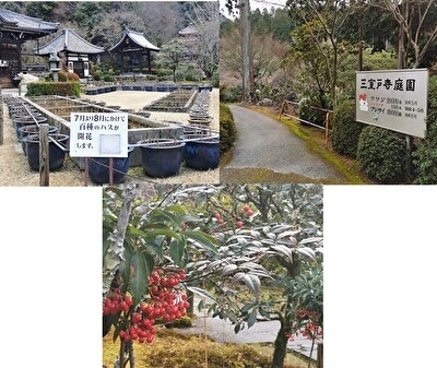 三室戸寺,冬の植物