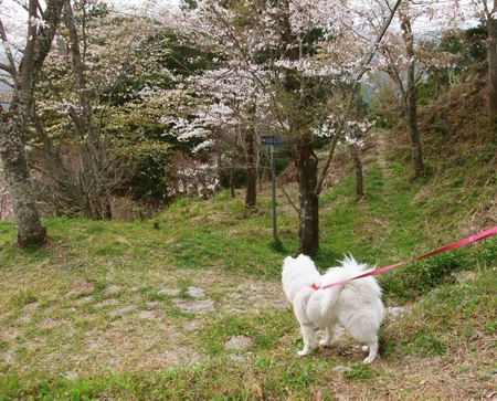 Dscf6890 Dscf6890
