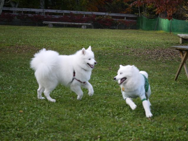f:id:marvelous-marsha:20160918192204j:plain f:id:marvelous-marsha:20160918192204j:plain