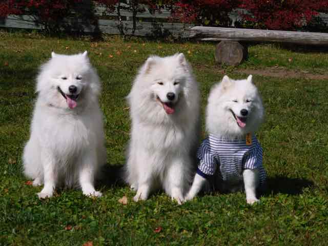 f:id:marvelous-marsha:20160918192205j:plain f:id:marvelous-marsha:20160918192205j:plain