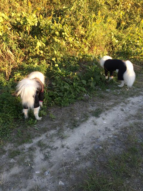 f:id:marvelous-marsha:20160918194826j:plain f:id:marvelous-marsha:20160918194826j:plain