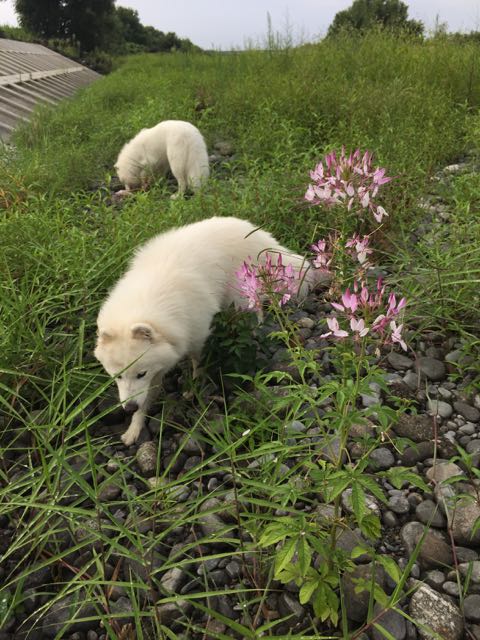 f:id:marvelous-marsha:20160920203612j:plain