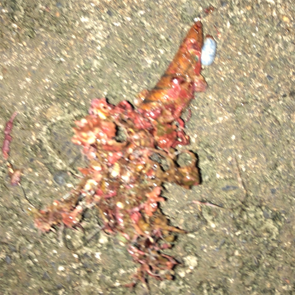 f:id:marvelousact:20211209194020j:image