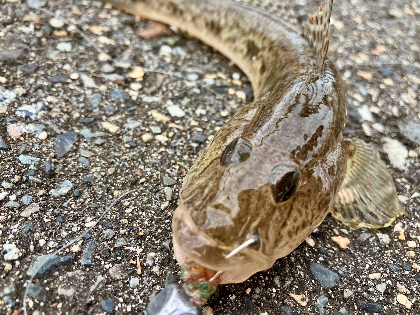 なかなか魚の居場所を特定出来ず、なハゼ釣り。あれやこれやと試すので