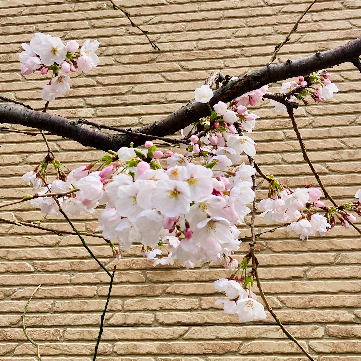 f:id:marvelousact:20250408160021j:image