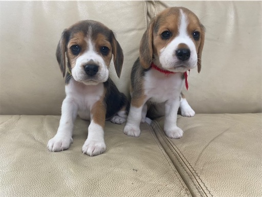 f:id:maryarie:20230405215805j:image