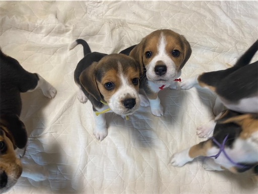 f:id:maryarie:20230405215949j:image