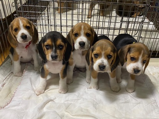 f:id:maryarie:20230405224425j:image