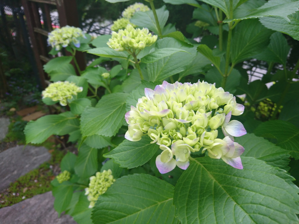 パソコン わけわからん ごんまるのおうち メコ茶のおうち