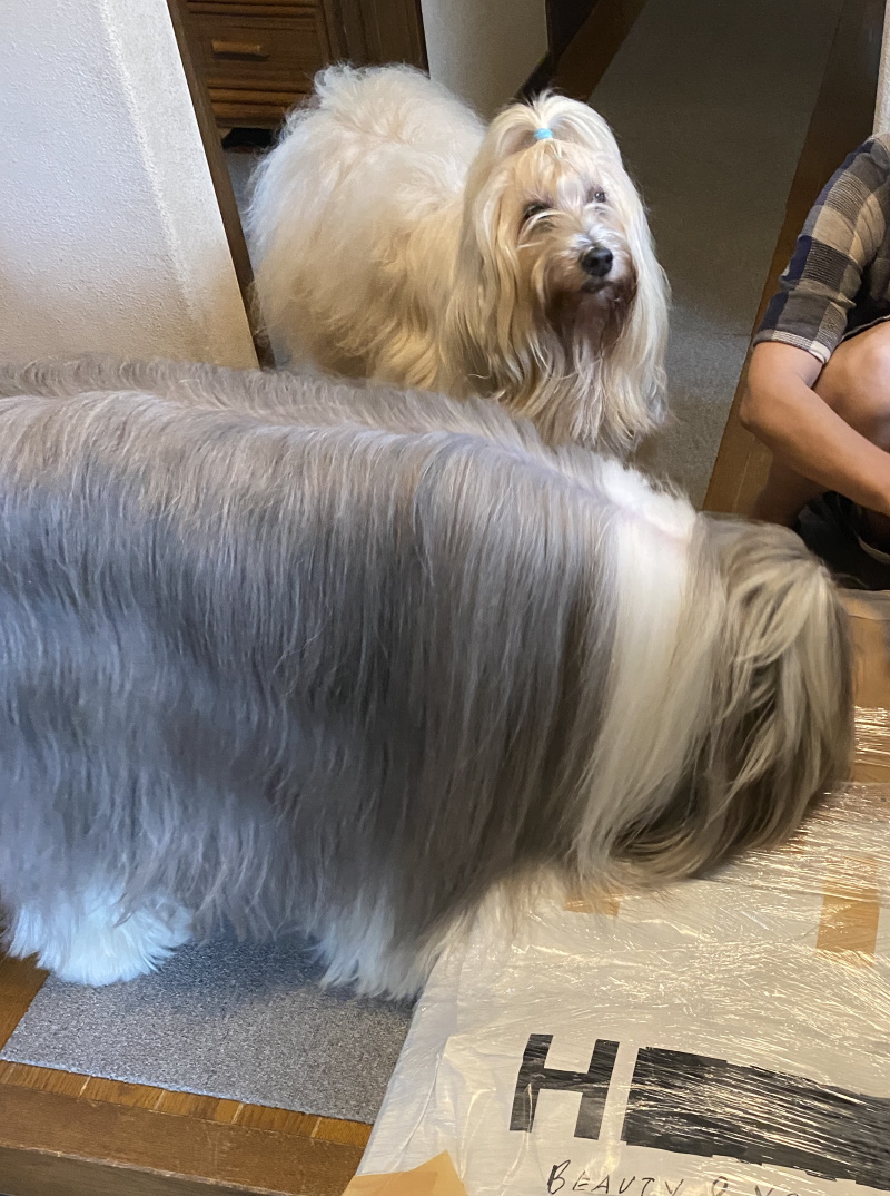 ねえちゃんが豪邸購入 ごんまるのおうち メコ茶のおうち