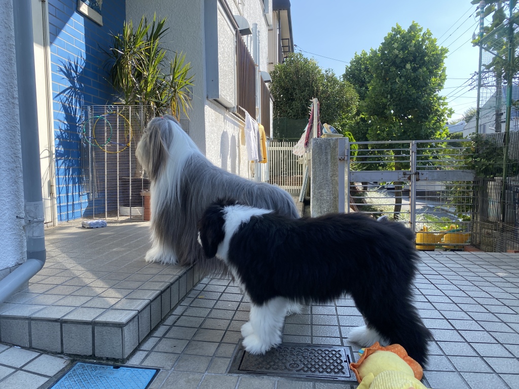 f:id:marycocoa:20210731163353j:plain