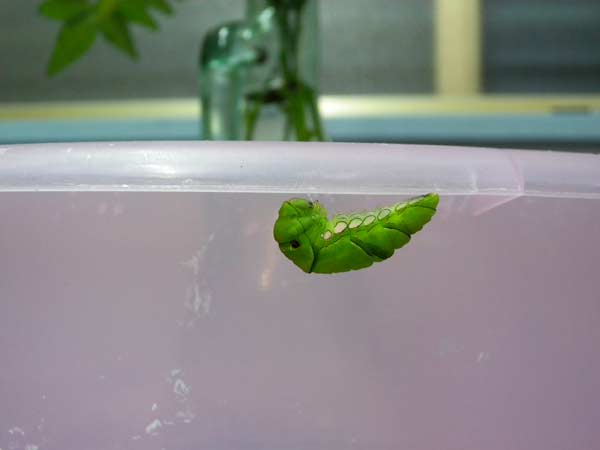 f:id:maryoshi:20120627014445j:image f:id:maryoshi:20120627014445j:image