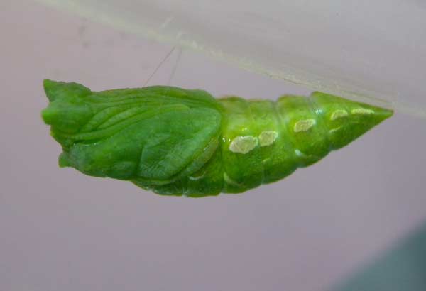 f:id:maryoshi:20120705005821j:image f:id:maryoshi:20120705005821j:image