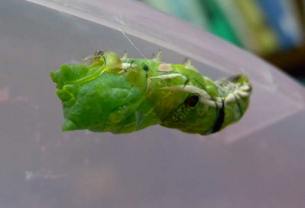f:id:maryoshi:20120705005822j:image f:id:maryoshi:20120705005822j:image