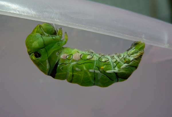 f:id:maryoshi:20120705005823j:image f:id:maryoshi:20120705005823j:image