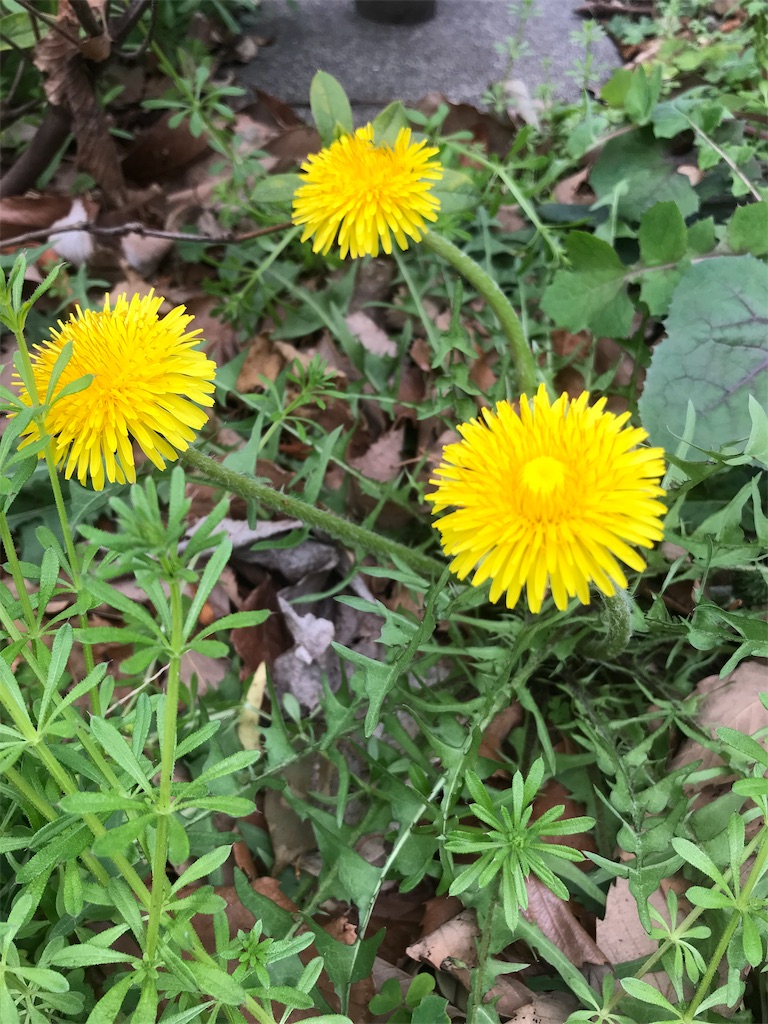 f:id:maryuchian:20190313130525j:image f:id:maryuchian:20190313130525j:image