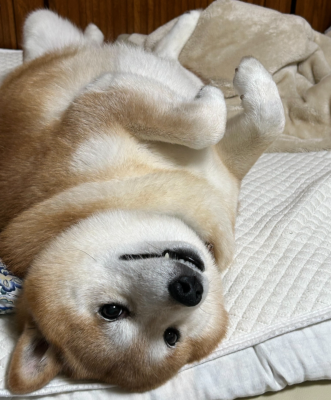 ベッドの上で仰向けになるキンタ（柴犬）