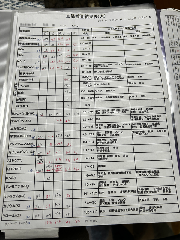 最初に病院でした検査の結果の3枚目