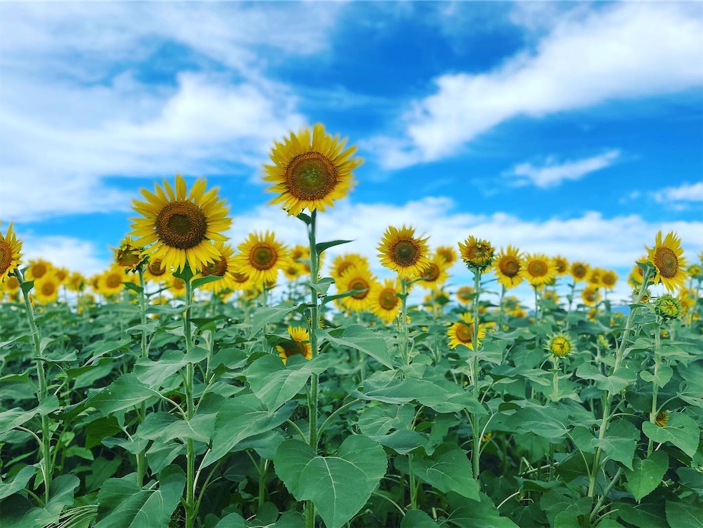 f:id:masa-sanpo:20220815062859j:image