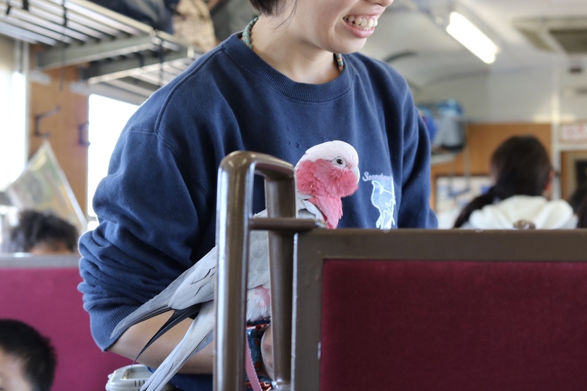 f:id:masa-tetsudo:20200508174340j:plain f:id:masa-tetsudo:20200508174340j:plain