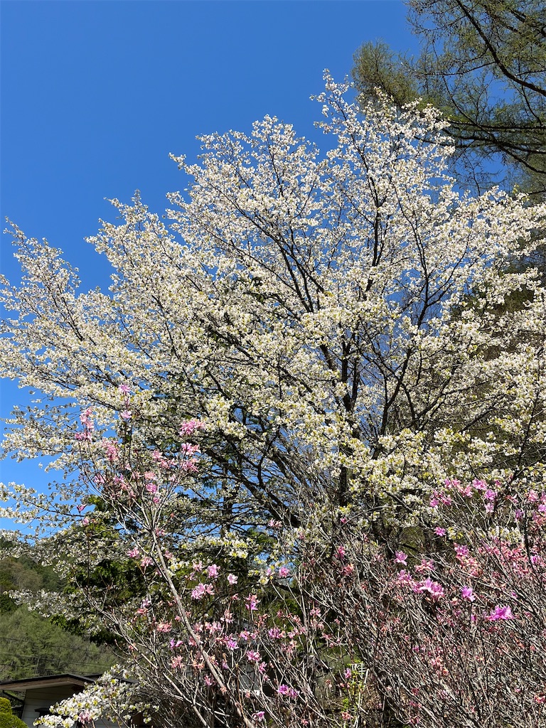f:id:masa102:20250515193600j:image