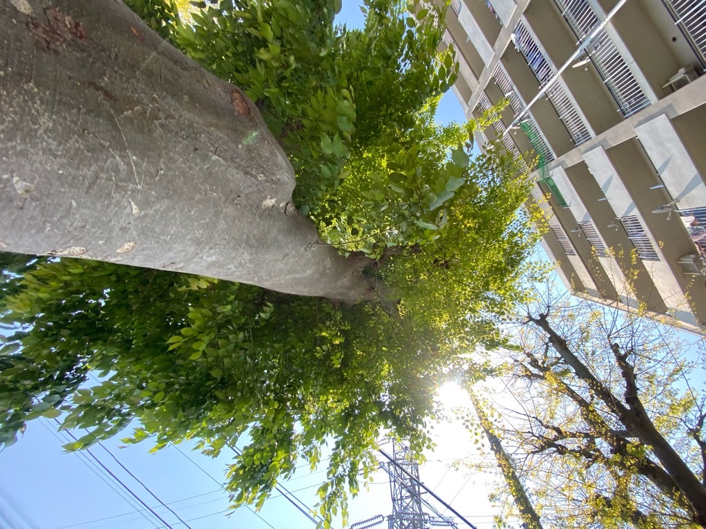 f:id:masa152000:20200429140929j:image