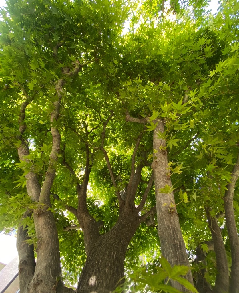 f:id:masa152000:20200429140938j:image