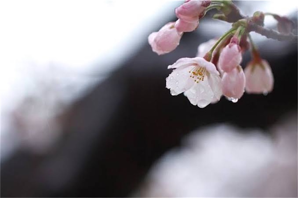 f:id:masa66kanno:20200314140041j:image f:id:masa66kanno:20200314140041j:image