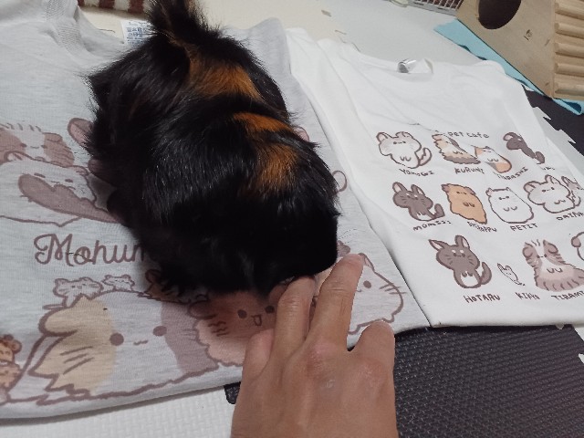 f:id:masa_kick:20250804002104j:image