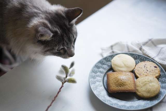 猫 おやつ オススメ