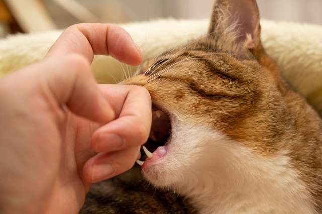 猫 ゴロゴロ言いながら噛む