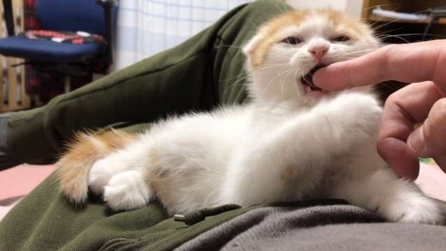 猫 ゴロゴロ言いながら噛む