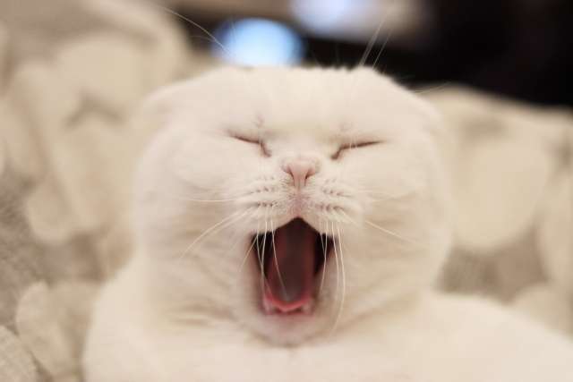 猫 あくび 意味 心理 気持ち