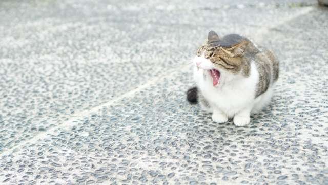 猫 あくび 人間 うつる つられる