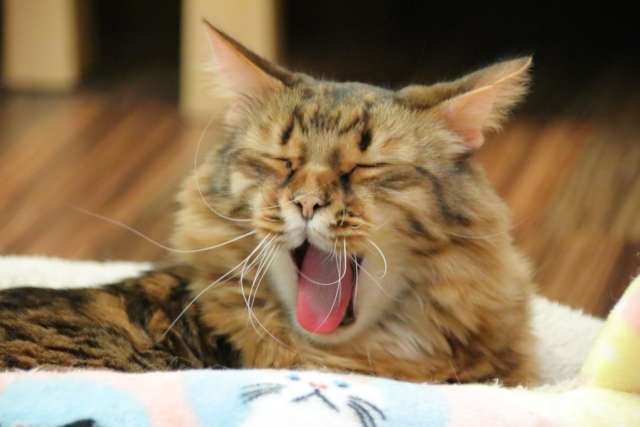 猫 あくび 意味 目の前