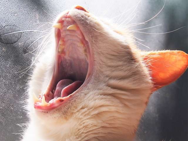 猫 あくび 意味 健康 異常 回数 音