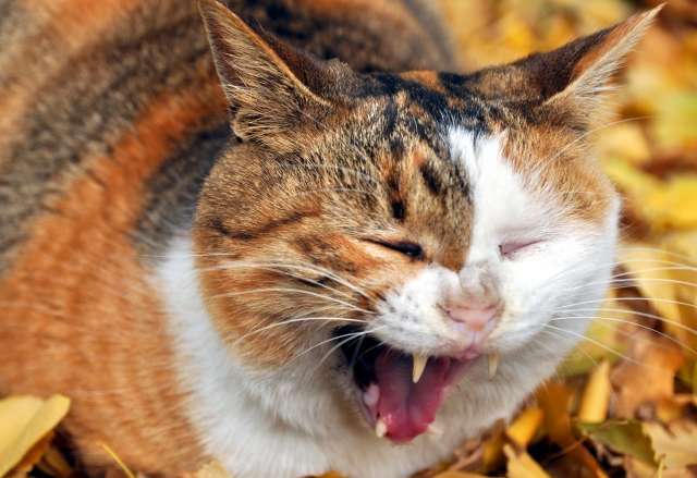 猫 あくび 意味 病気